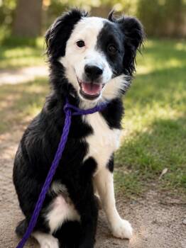 Crash -  Collie Dog Available for Adoption in Las Vegas, Nevada - Crash | PetCurious