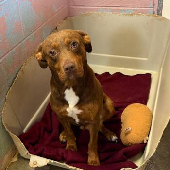 Red -  Mixed Breed Dog for Adoption in Jefferson City, Tennessee - Red | PetCurious