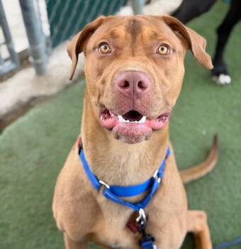 Kokah -  Cane Corso and Mixed Breed Dog for Adoption in Fruit Heights, Utah - Kokah | PetCurious