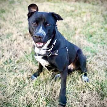 Labrador Retriever and Terrier Dogs Available for Adoption - Dougie | PetCurious