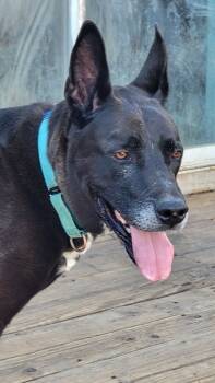 Rescue Great Dane Dogs for Adoption in Reno, Nevada - Koda | PetCurious