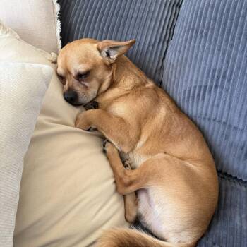 Chihuahua and Mixed Breed Dogs Available for Adoption - Nacho | PetCurious