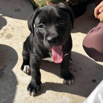 Labrador Retriever Dogs Available for Adoption - Onyx | PetCurious
