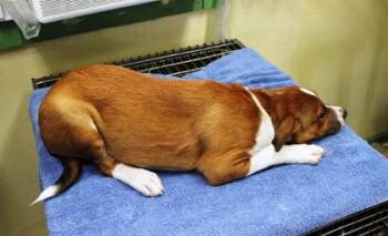 Border Collie and Mixed Breed Dogs Available for Adoption in Picayune, Mississippi - Zafira | PetCurious