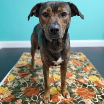 Buster -  Pit Bull Terrier Dog for Adoption in Jefferson City, Tennessee - Buster | PetCurious