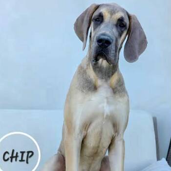 Rescue Great Dane Dogs for Adoption in Tehachapi, California - Chip | PetCurious