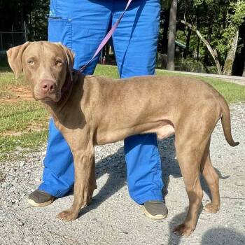 Rescue Weimaraner and Mixed Breed Dogs for Adoption in Hamilton, Georgia - Bruno | PetCurious