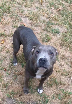 Rescue Pit Bull Terrier Dogs for Adoption in Bolivar, Missouri - Luena | PetCurious