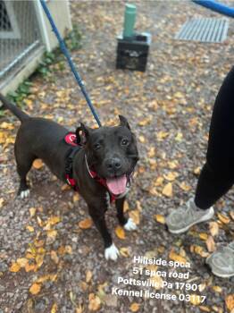 Rescue Pit Bull Terrier Dogs for Adoption in Pottsville, Pennsylvania - Chloe | PetCurious