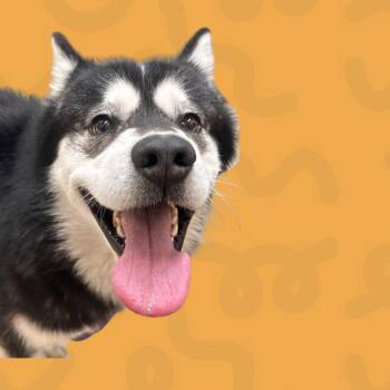 Alaskan Malamute Dogs Available for Adoption - Booker | PetCurious