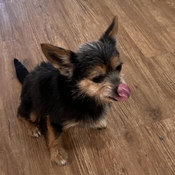 Tahnee Leigh -  Yorkshire Terrier Dog for Adoption in Houston, Texas - Tahnee Leigh | PetCurious
