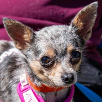 Chihuahua Dogs Available for Adoption in Kennebunk, Maine - Danielle | PetCurious