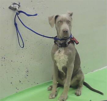 ZUES -  Staffordshire Bull Terrier Dog for Adoption in Houston, Texas - ZUES | PetCurious