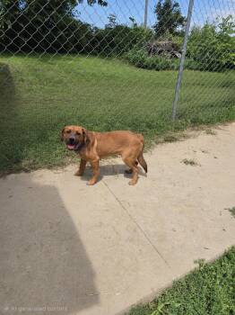 Elmer -  Mixed Breed Dog for Adoption in Maquoketa, Iowa - Elmer | PetCurious