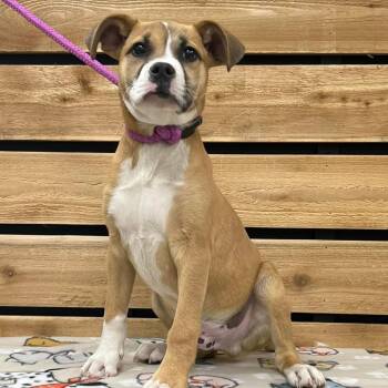 Boxer Dogs Available for Adoption in Wadena, Minnesota - Levi | PetCurious
