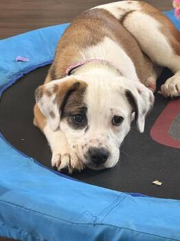 Pit Bull Terrier and American Bulldog Dogs Available for Adoption in Chattanooga, Tennessee - Paisley | PetCurious