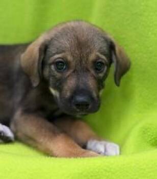 New York -  Shepherd and Mixed Breed Dog for Adoption in Kansas City, Missouri - New York | PetCurious