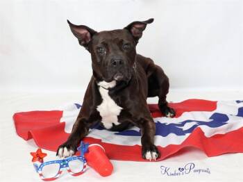 Rescue Bull Terrier and Mixed Breed Dogs for Adoption in Omaha, Nebraska - BURRITO | PetCurious