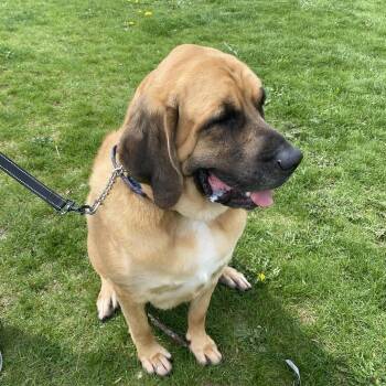 Mastiff Dogs Available for Adoption in Elyria, Ohio - Koda Ask To Meet!! | PetCurious