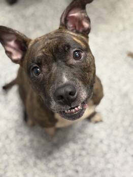 Rescue Mixed Breed Dogs for Adoption in West Chester, Pennsylvania - Pandora | PetCurious