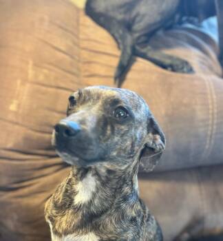Dachshund Dogs Available for Adoption - Jacy | PetCurious