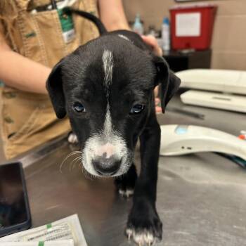 Cousin It -  Hound and Pit Bull Terrier Dog for Adoption in Newport, North Carolina - Cousin It | PetCurious