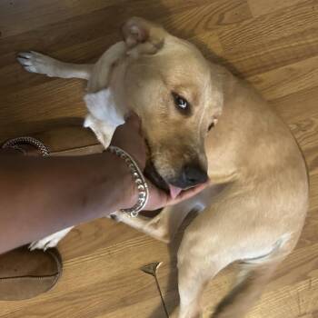 Labrador Retriever and Husky Dogs Available for Adoption in Philadelphia, Pennsylvania - Roxy | PetCurious