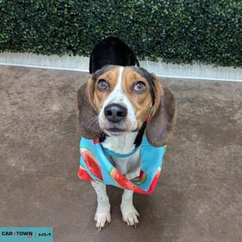 Beagle Dogs Available for Adoption - Stella | PetCurious