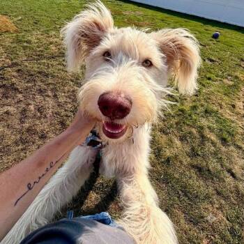 Leo -  Great Pyrenees and Poodle Dog for Adoption in Plainfield, Illinois - Leo | PetCurious
