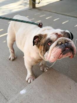 Mack -  English Bulldog Dog for Adoption in Severance, Colorado - Mack | PetCurious