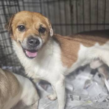 Rescue Chihuahua Dogs for Adoption in San Juan, San Juan - Pedro | PetCurious