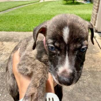 Audrey Niffenegger -  Shepherd and Mixed Breed Dog for Adoption in Houston, Texas - Audrey Niffenegger | PetCurious