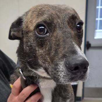 Mixed Breed Dogs Available for Adoption in Corydon, Indiana - PIPSQUEEK | PetCurious