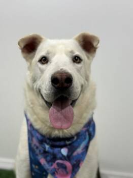 Zach-One of our Amazing Rescue Dogs -  White German Shepherd and Jindo Dog for Adoption in Carlsbad, California - Zach-One Of Our Amazing Rescue Dogs | PetCurious