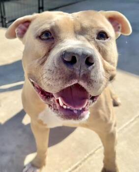 Pit Bull Terrier Dogs Available for Adoption - Duke  **Courtesy Post. Out Of Town Pet. See Below For Details** | PetCurious