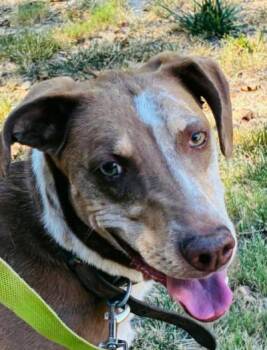 JOYCE-JJ (JULIAN CALIFORNIA) -  Catahoula Leopard Dog Dog for Adoption in Roundup, Montana - JOYCE-JJ (JULIAN CALIFORNIA) | PetCurious