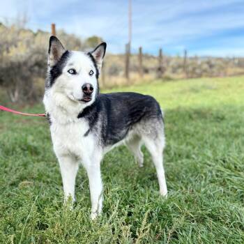 Titan -  Husky Dog for Adoption in Glenwood Springs, Colorado - Titan | PetCurious