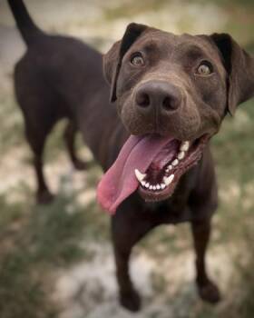 Ruff Rida -  Labrador Retriever and Mixed Breed Dog for Adoption in Atlanta, Georgia - Ruff Rida | PetCurious