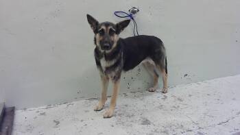 German Shepherd Dog and Mixed Breed Dogs Available for Adoption in Houston, Texas - MARCELLA | PetCurious