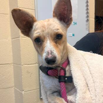 Dune -  Mixed Breed and Chihuahua Dog for Adoption in Corinth, Mississippi - Dune | PetCurious