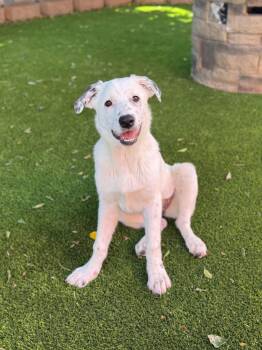 Great Pyrenees and Australian Shepherd Dogs Available for Adoption in Glendale, Arizona - Cleo | PetCurious