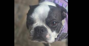 Boston Terrier Dogs Available for Adoption in Dallas, Texas - Peanut | PetCurious