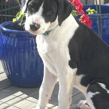 Po - in Maine -  Mixed Breed Dog for Adoption in Arundel, Maine - Po - In Maine | PetCurious