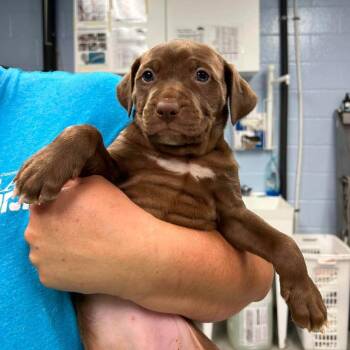Strawberry Flirt -  Pit Bull Terrier and Mixed Breed Dog for Adoption in Martinsville, Virginia - Strawberry Flirt | PetCurious