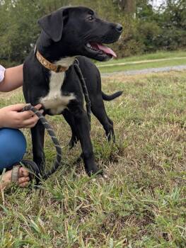 Dixie -  Black Labrador Retriever Dog for Adoption - Dixie | PetCurious