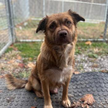 Rescue Mixed Breed Dogs for Adoption in Fairmont, West Virginia - Goldie | PetCurious