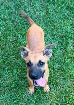 Ham -  Mixed Breed Dog for Adoption in Northwood, New Hampshire - Ham | PetCurious