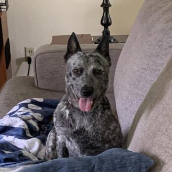 Mixed Breed and Cattle Dog Dogs Available for Adoption in Madison, Wisconsin - Skye Celine | PetCurious