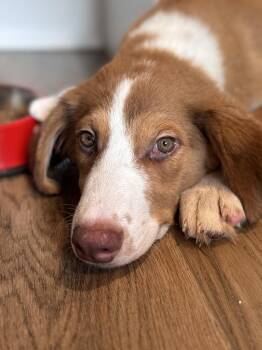 Charlie -  Shepherd Dog for Adoption in Willingboro, New Jersey - Charlie | PetCurious