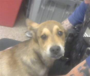 German Shepherd Dog and Mixed Breed Dogs Available for Adoption in Albuquerque, New Mexico - DINGO | PetCurious